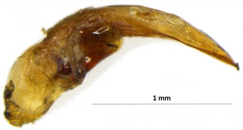 Harpalus pygmaeus